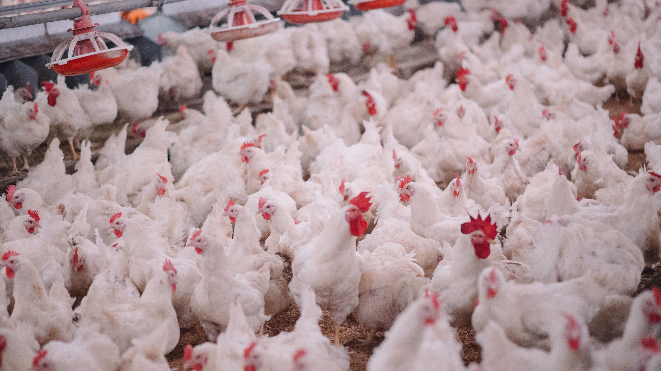 Poultry farming slide 5