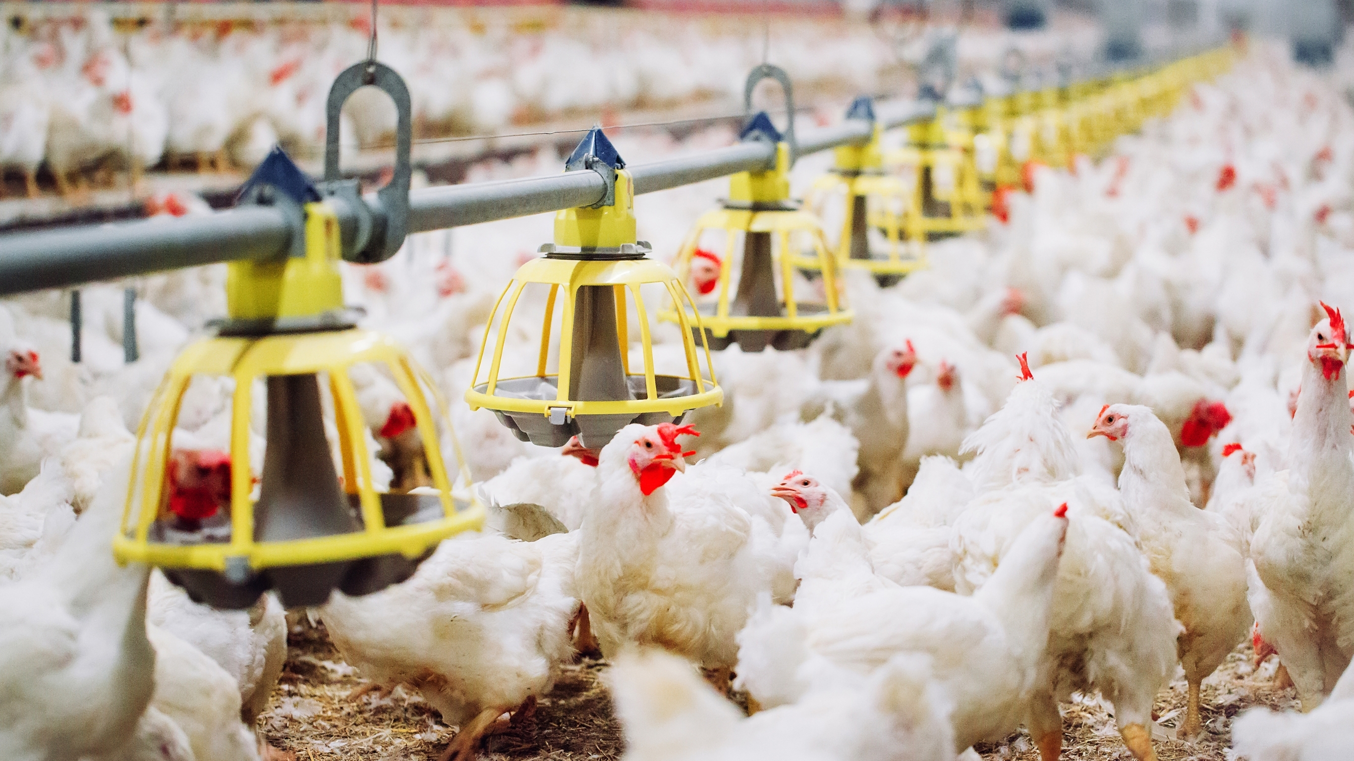 Poultry farming slide 1