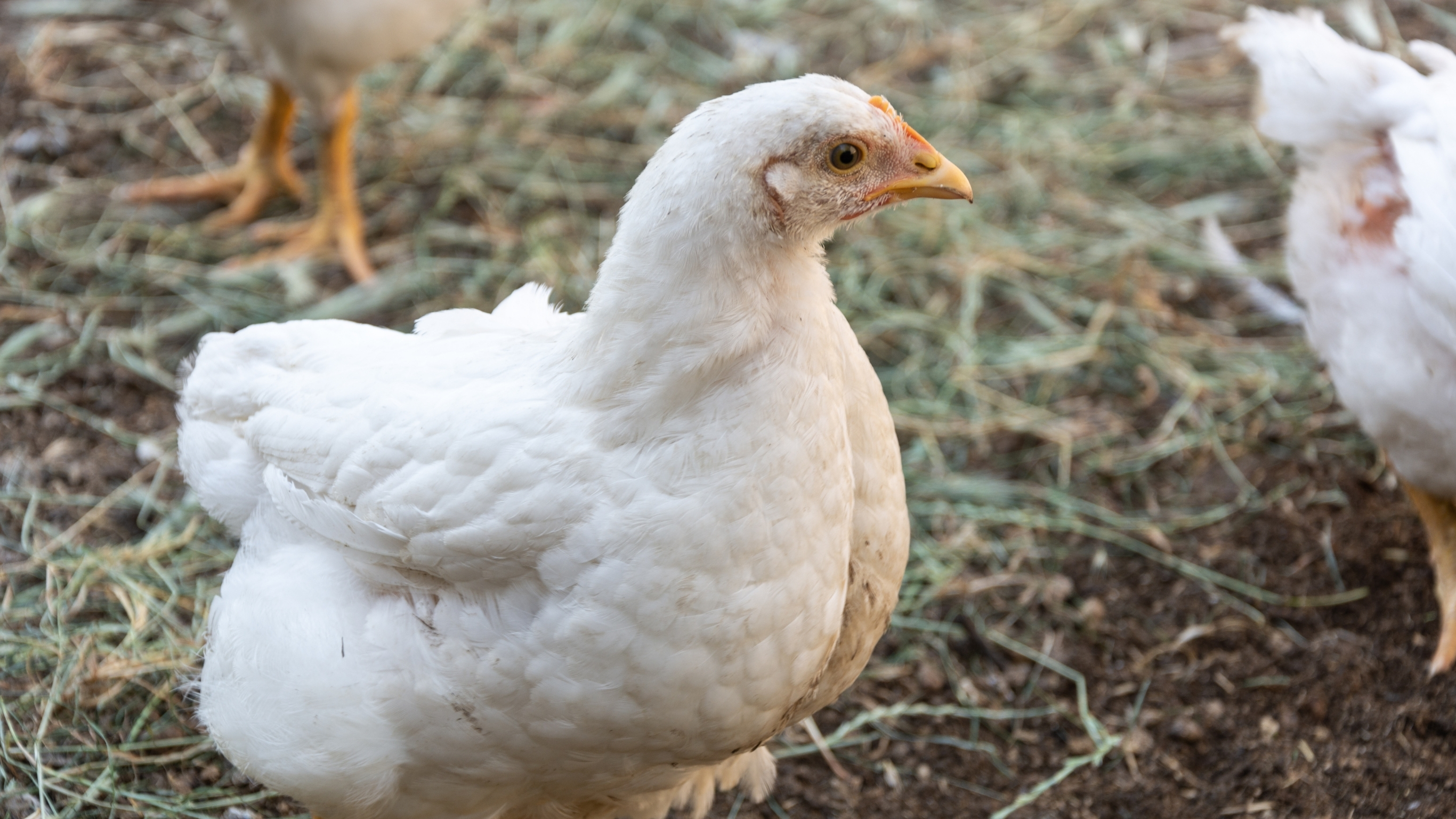 Poultry farming slide 2