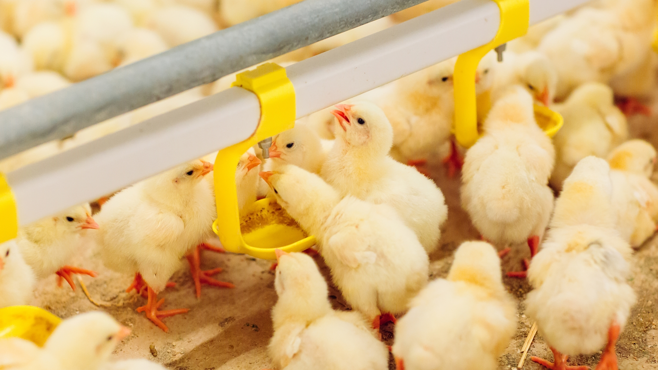 Poultry farming slide 4